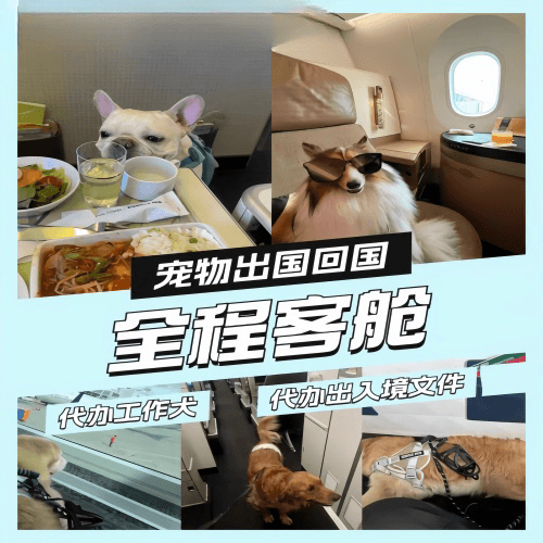 云林县宠物托运到白俄罗斯宠物入境规定和要求